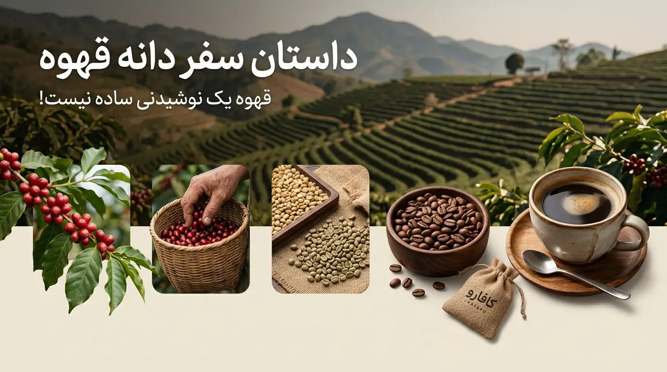 دانه قهوه چگونه تولید میشود