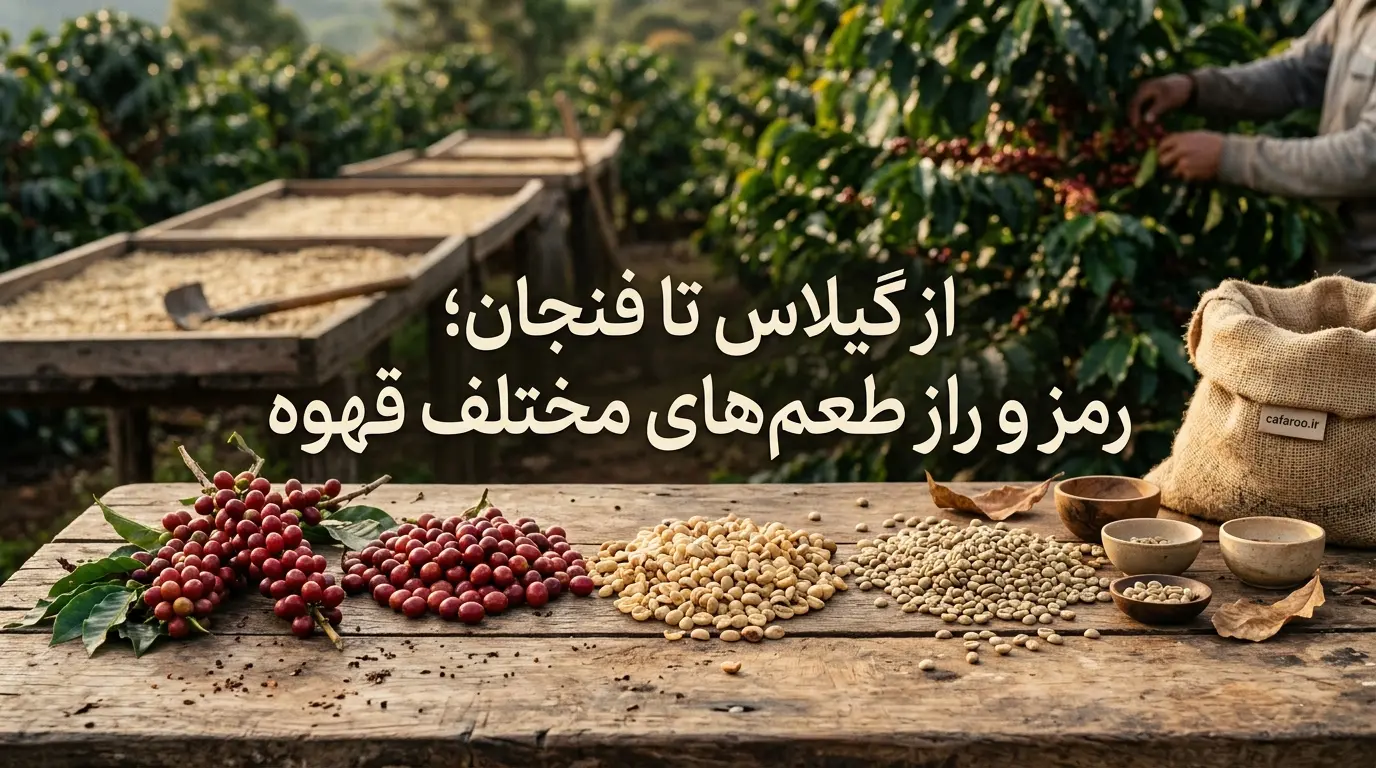 فرآوری قهوه چیست؟
